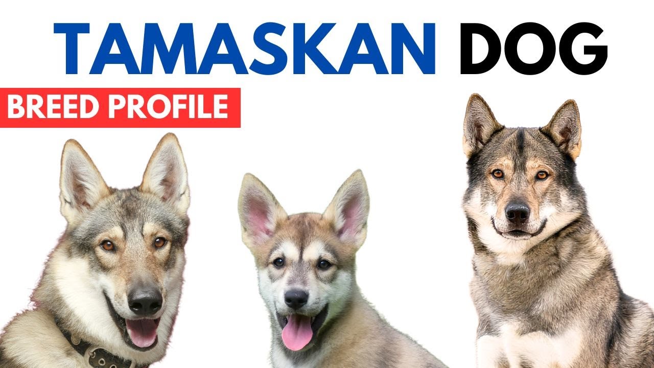 Tamaskan Breed Profile History - Price - Traits - Tamaskan Grooming Needs - Lifespan