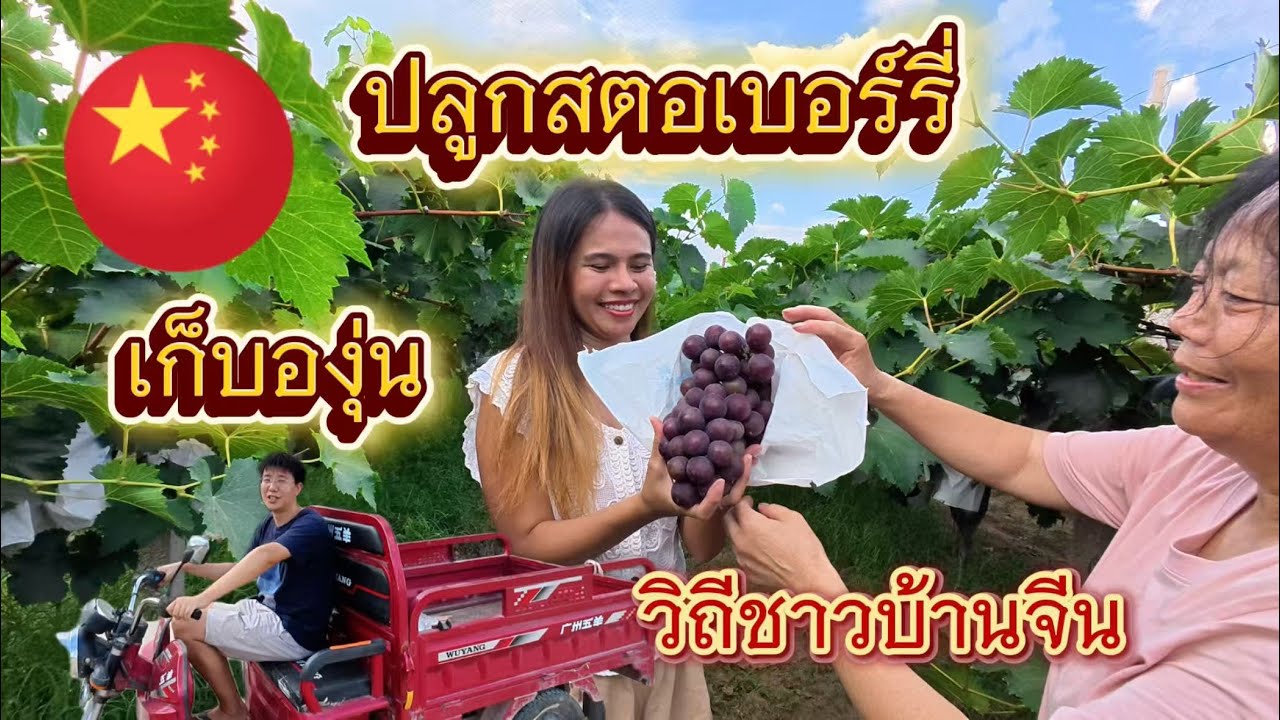 ชีวิตในจีน EP.24 l วันเรียบง่าย ดูชาวบ้านปลูกสตอเบอร์รี่ แวะสวนองุ่นข้างทาง