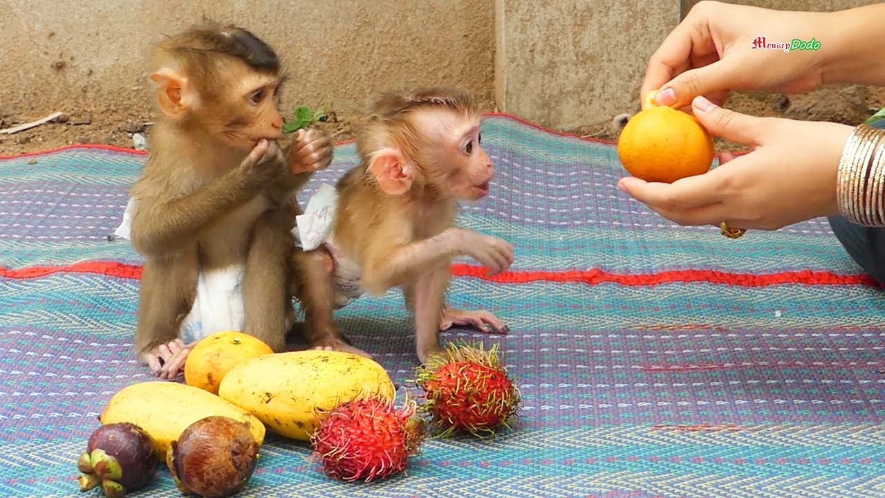 How Smart Pruno Suggest Mom To Eat Orange While Busy Cutting Orange, Pruno Tells Mom He Feels Hungry
