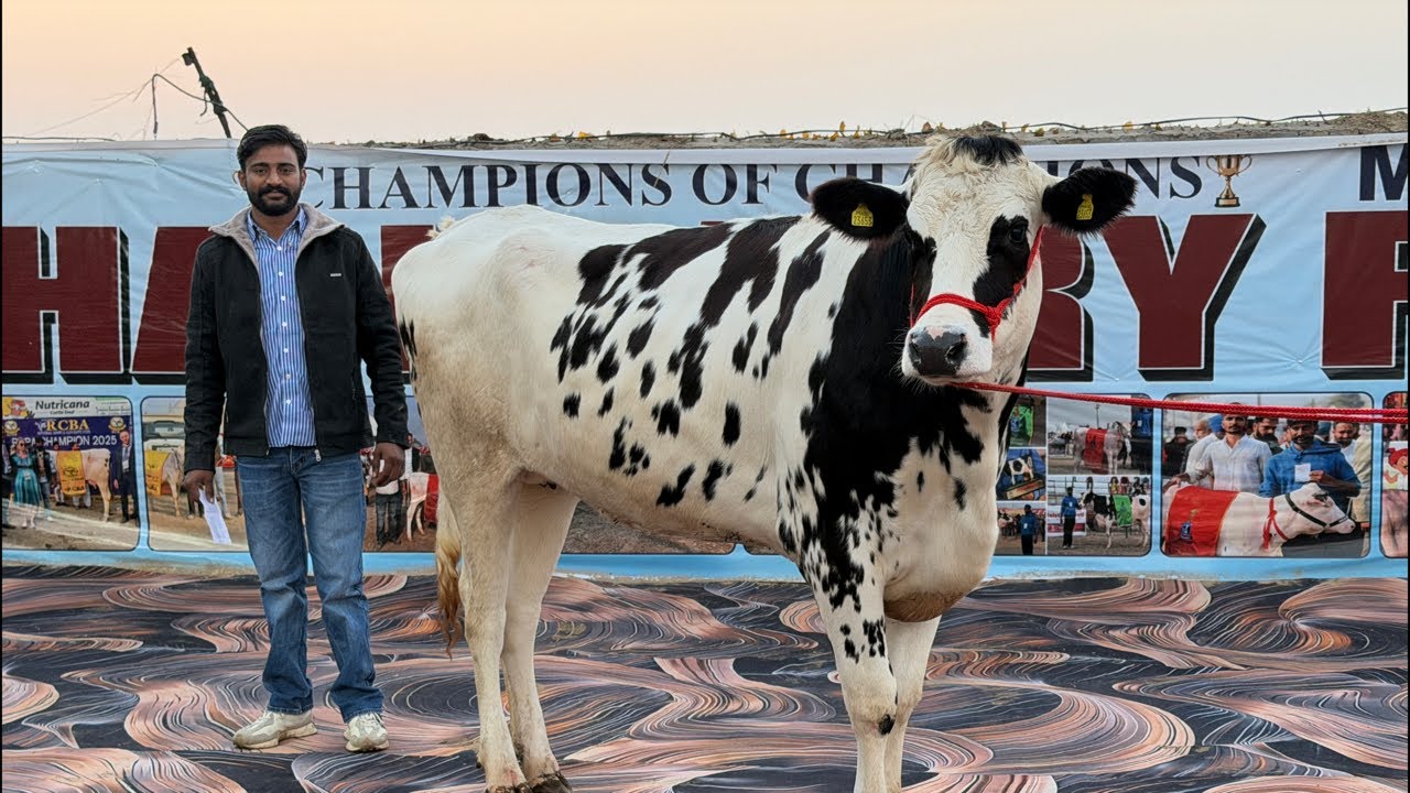 🛑Live🛑Jashan Dairy Farm || Call-90508-22471