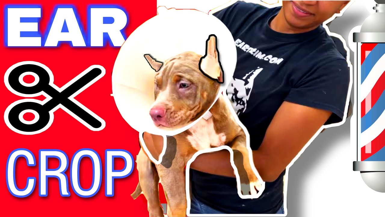 First Time Ear Cropping for American Bully Puppies