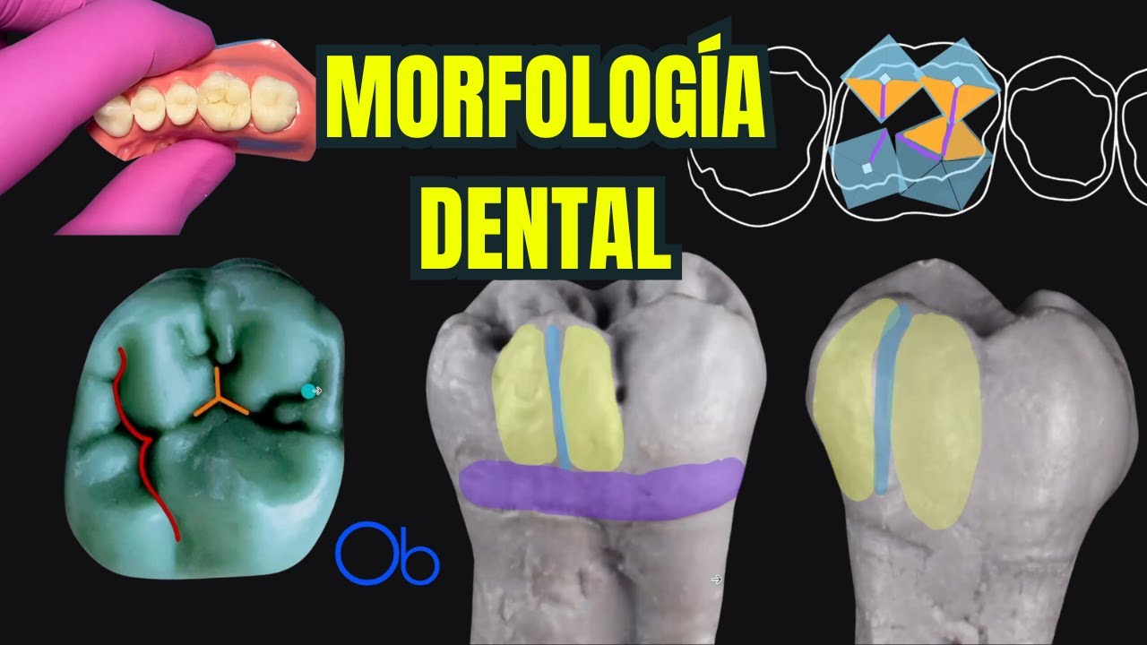 Morfología Dental