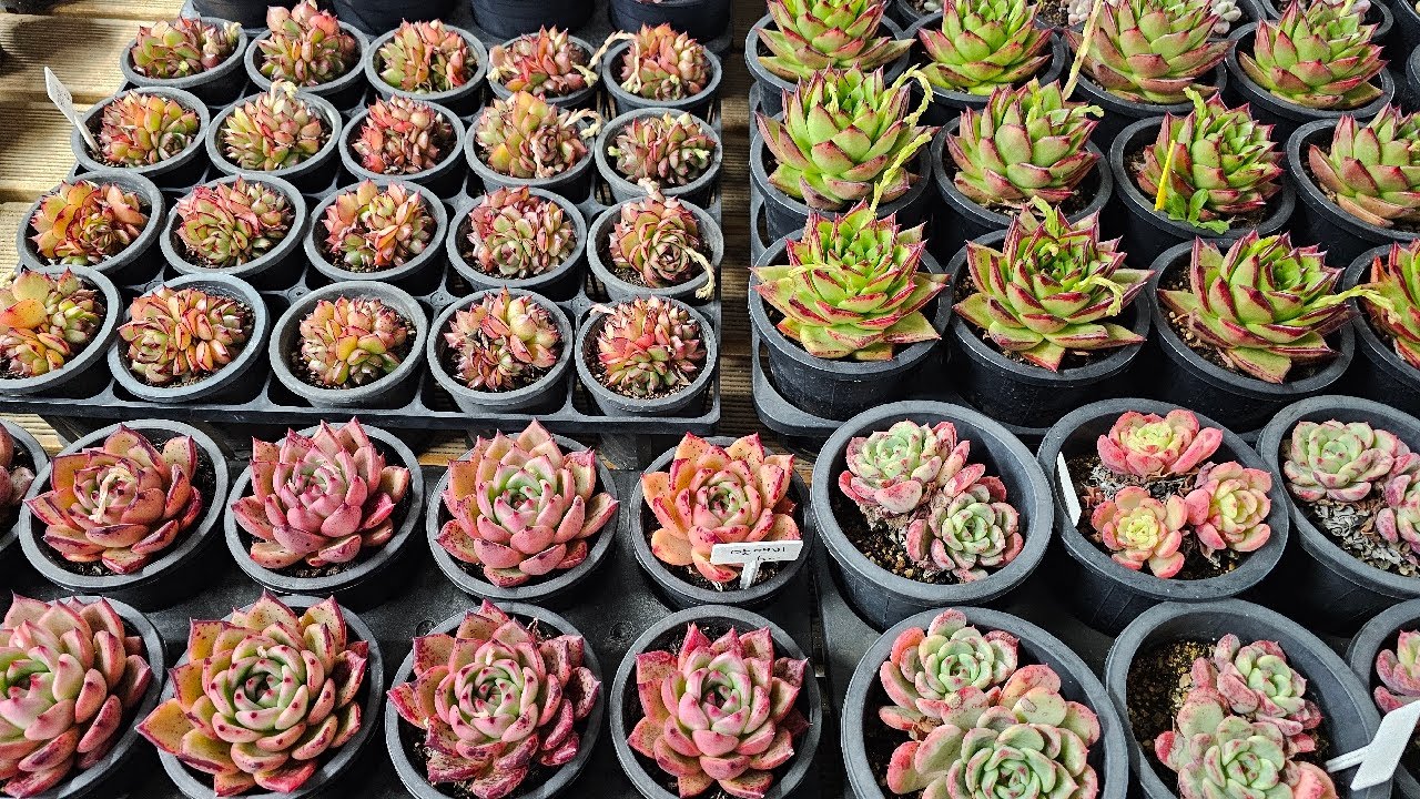 다육 판매 3부💛❤️🩷 아침라이브🫡