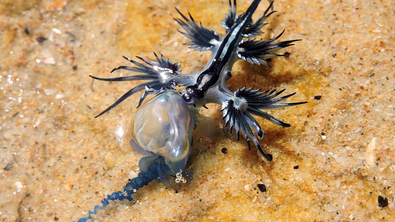 Blue dragon (Glaucus atlanticus) eating blue bottle??