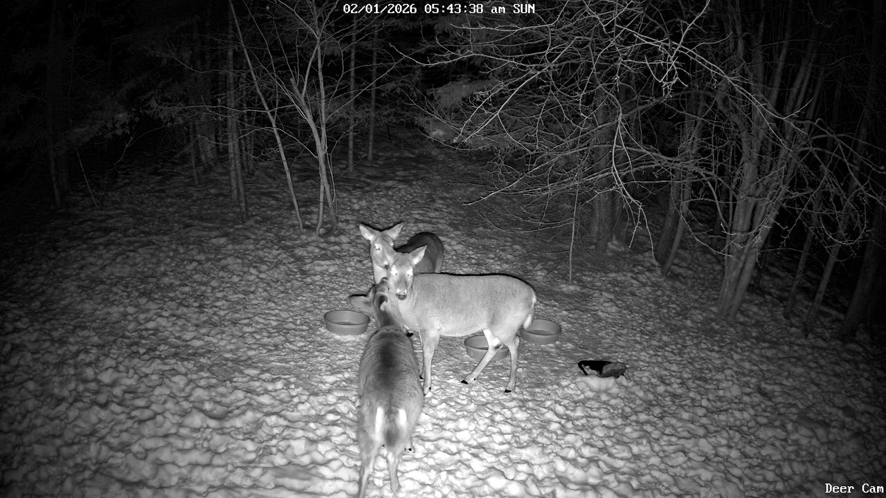 Early morning deer. 2-1-2026 5:36 AM