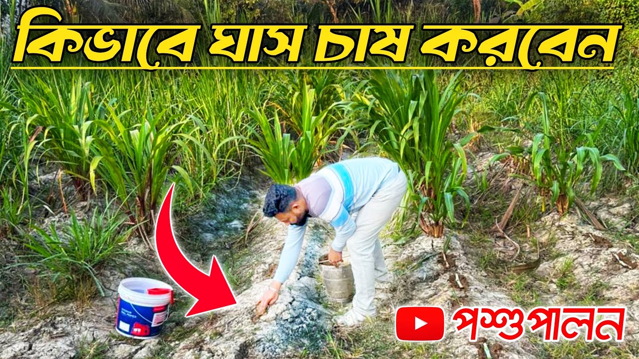 কিভাবে ঘাস চাষ করবেন ঘাস || পশুপালন ডেলি ব্লক ভিডিও || গ্রাম বাংলার কৃষি চাষ ভিডিও || ঘাস চাষ ২০২৬