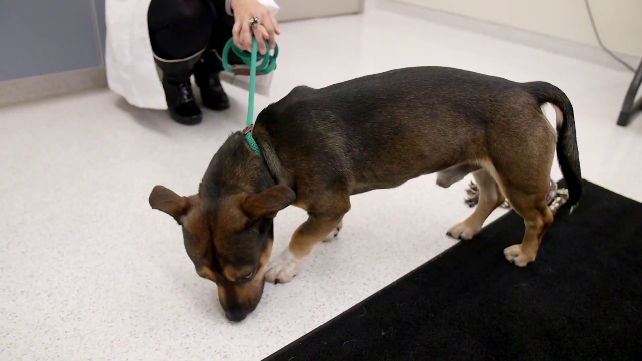 Stray Dog Behavior Assessment