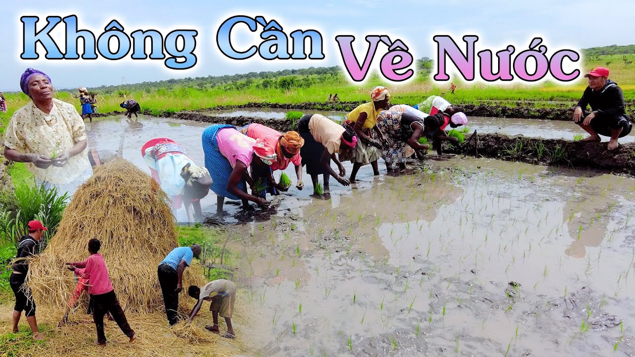 Linh Philip || Không Cần Về Nước Nữa, Ở Châu Phi Cũng Đã Có Làng Quê Việt Nam Rồi!
