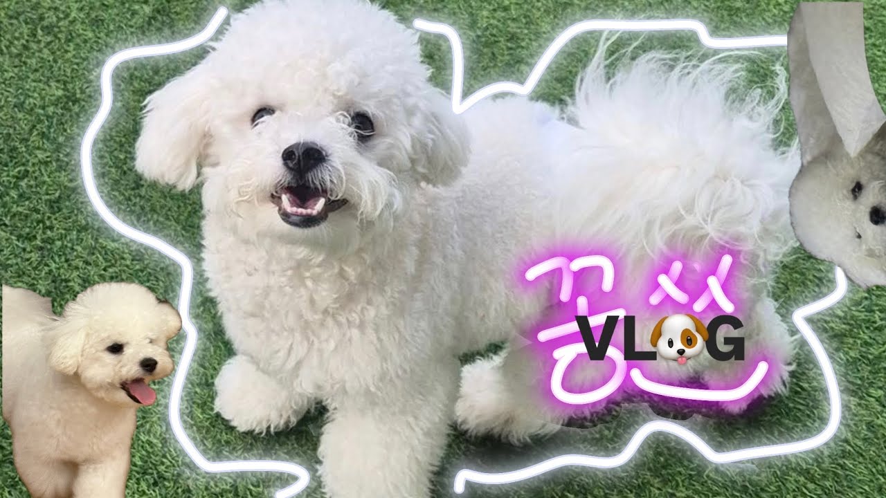 새로운 가족이 생겼어요🐶 | 비숑입양, 초보집사🥲, 온 지 이틀만에 단추씹어먹고 병원간 썰 푼다, 내이름은 꽁쓰🐾