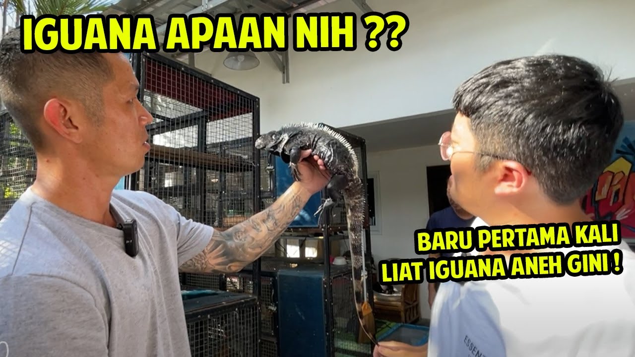 GREBEK SULTAN IGUANA LANGKA ! KOLEKSINYA NGERI BANGET ! @LoongFarmChannel