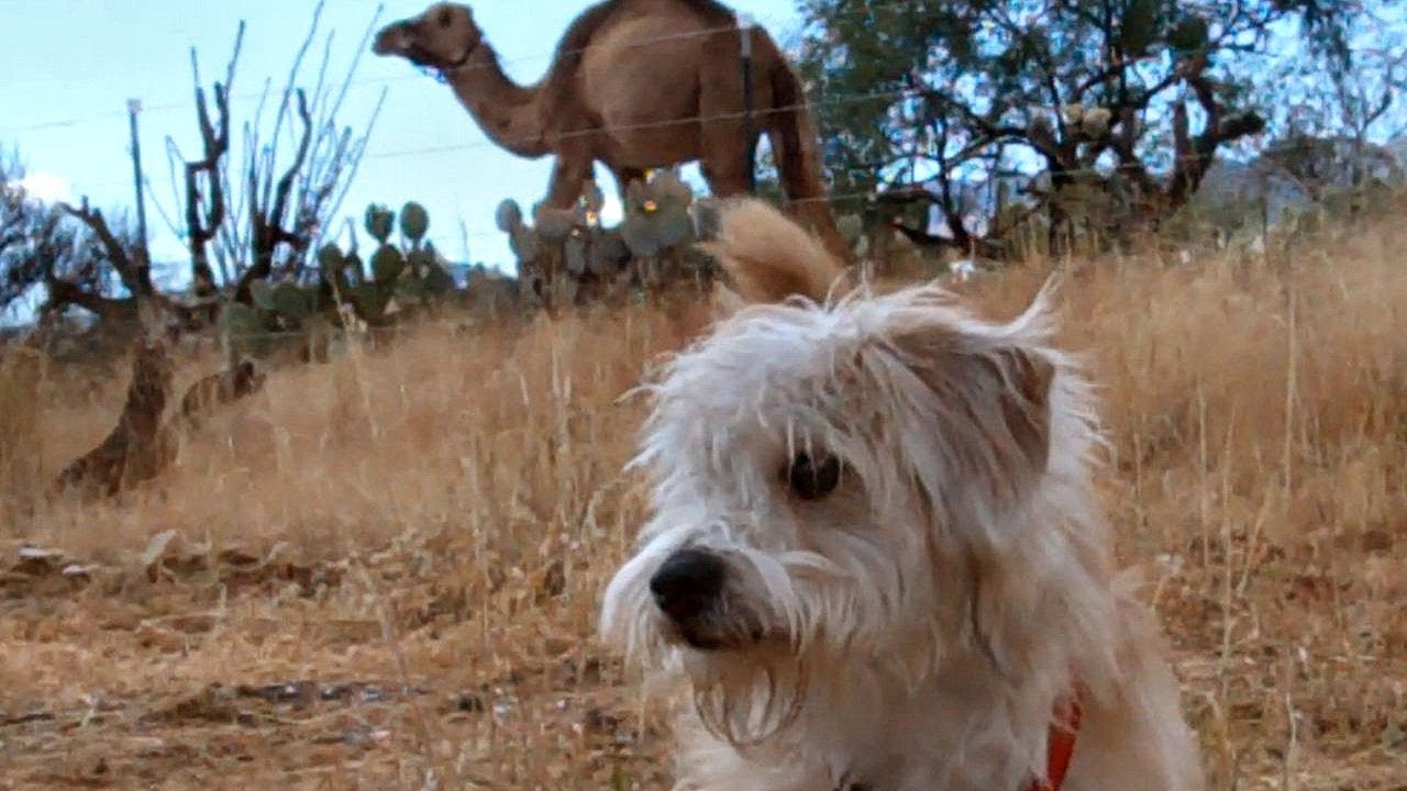 Bentley the Dog Meets a Camel