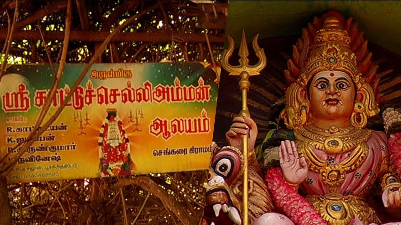 அருள்மிகு காட்டுச்செல்லியம்மன் ஆலயம் | செங்கரை | மண்ணின் சாமிகள் 08/09/19