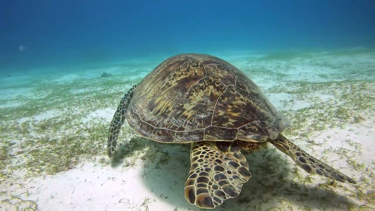 Paul Ranky Bohol Balicasag Island Dives M19 M23 M25 Up to 4K