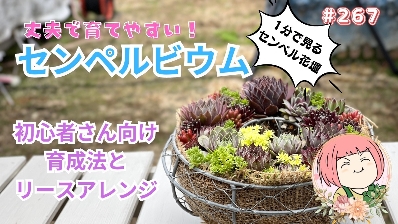 センペルビウム特集！初心者さんも安心な育て方とリースアレンジ【多肉植物】N0267