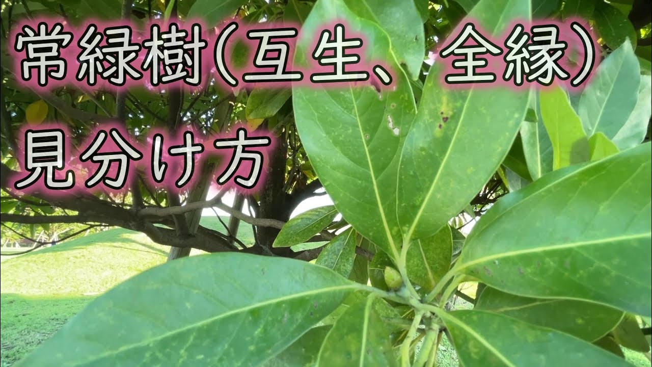【散歩しながら樹木観察】常緑樹の見分け方(互生、全縁)
