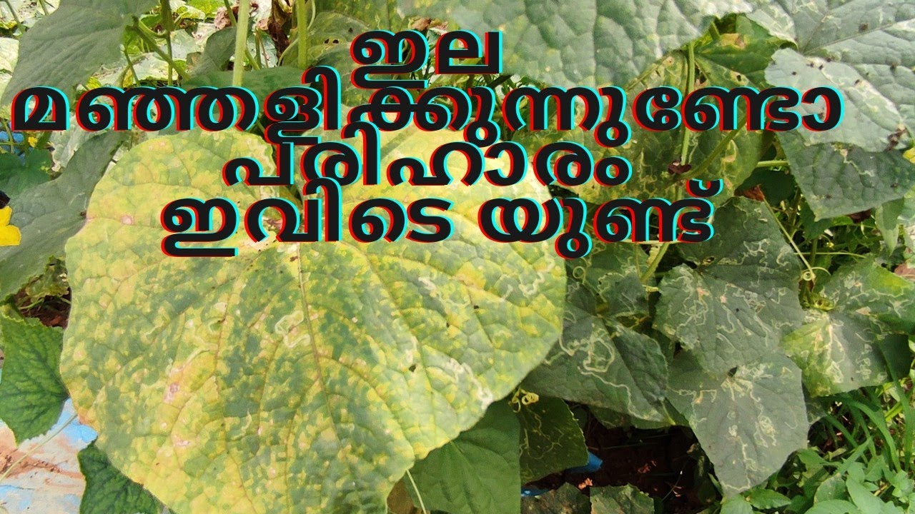 ഇല മഞ്ഞളിക്കുന്നതാണോ പ്രശ്നം പരിഹാരം ഇവിടെയുണ്ട്