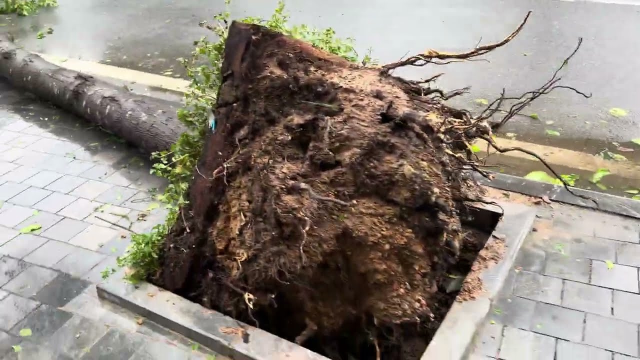 Vietnam交通状況 in Hanoi 特別編 台風後の様子 その3 20240908 ※徒歩