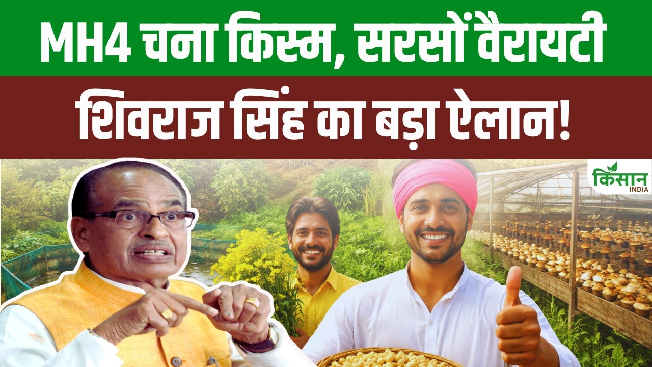 नई चना और सरसों किस्म के साथ Integrated Farming से दोगुनी आमदनी का मौका। Shivraj Singh का ऐलान