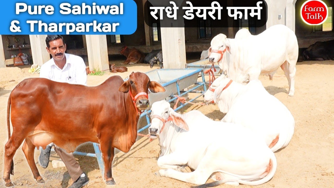 6 Sahiwal 4 Tharparkar Cow Lot Available For Sale ✨ कृष्ण गारंटी वाला की राधे डेयरी फार्म की गाय 