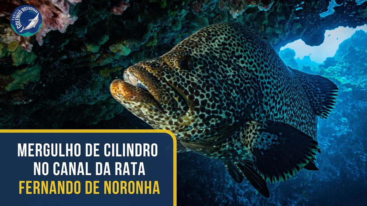 Mergulho no Canal da Rata - Fernando de Noronha