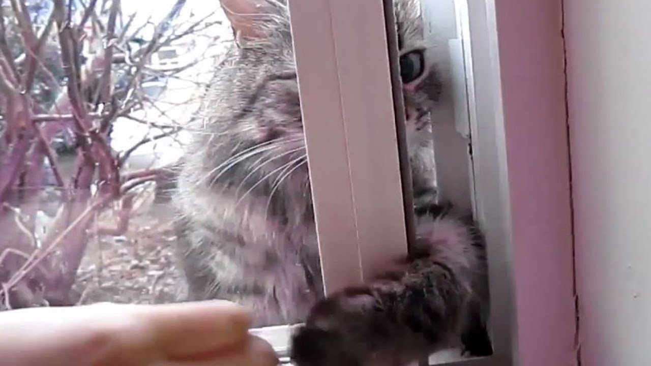 TRY not to laugh Funny Animals Compilation  Animals Are Dumb🐭🐭