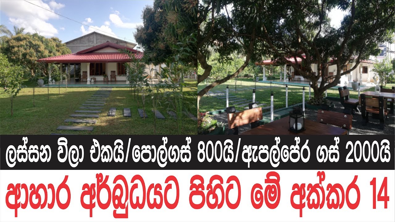 විලා එකයි පොල් ගස් 800යි | ඇපල් පේරගස් 2000යි 🇱🇰 | Low Budget Land Sale in Sri Lanka|@Ape Sudu Malli