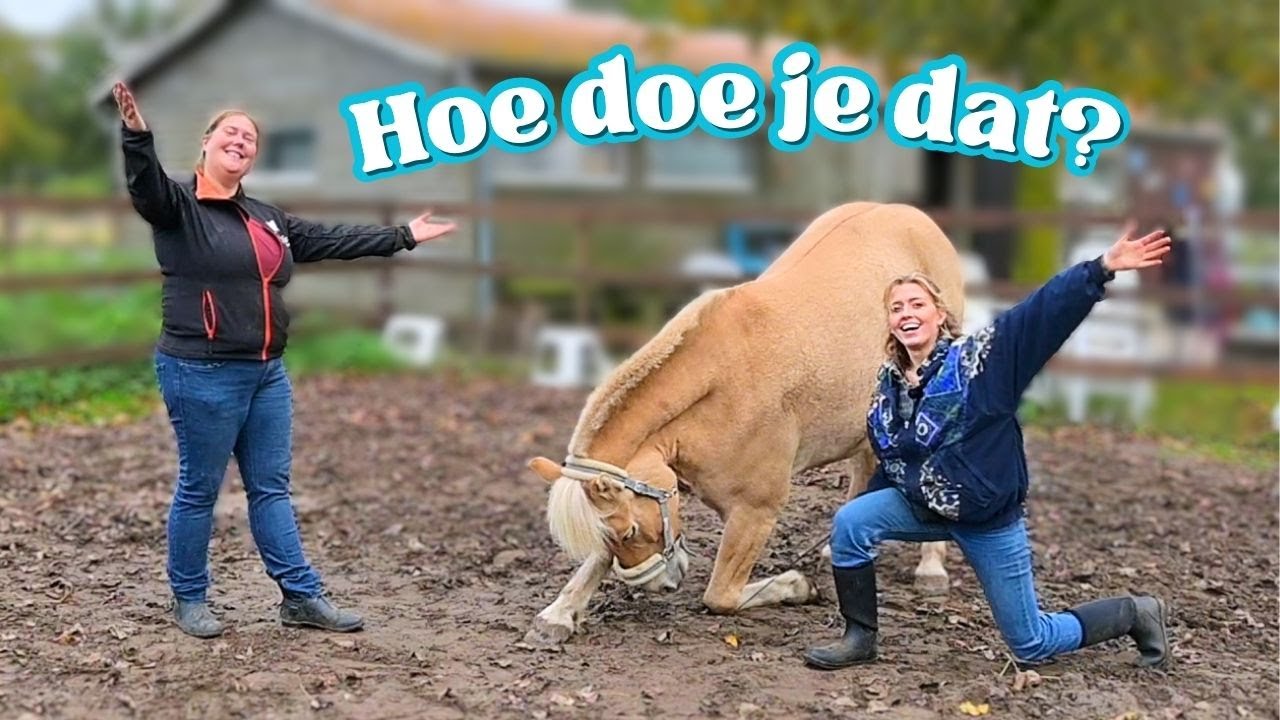 Hoe geef je paardvriendelijke shows? 🐴
