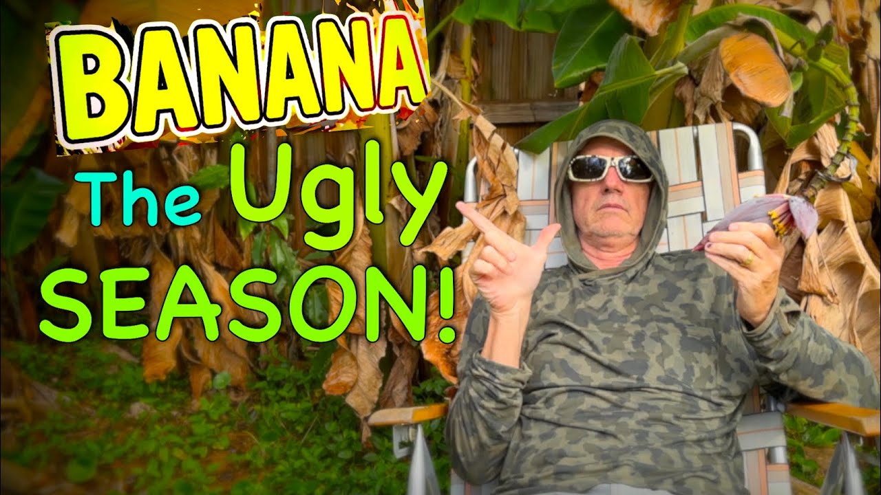 Growing Bananas in the UGLY Season ... NOW WHAT?
