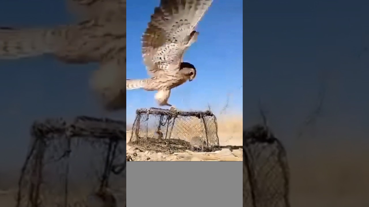 Pigeon trap | bird catching trap #shorts #youtubeshorts