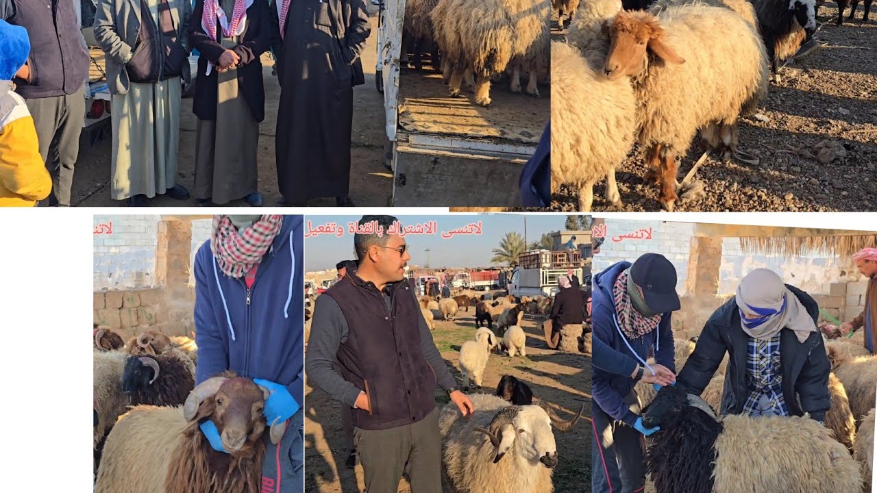 سوق مواشي الفلوجه محافظة الانبار #مواشي #اغنام #حلال #طليان #كبش 2025/1/21 #عبدالله_الطيب