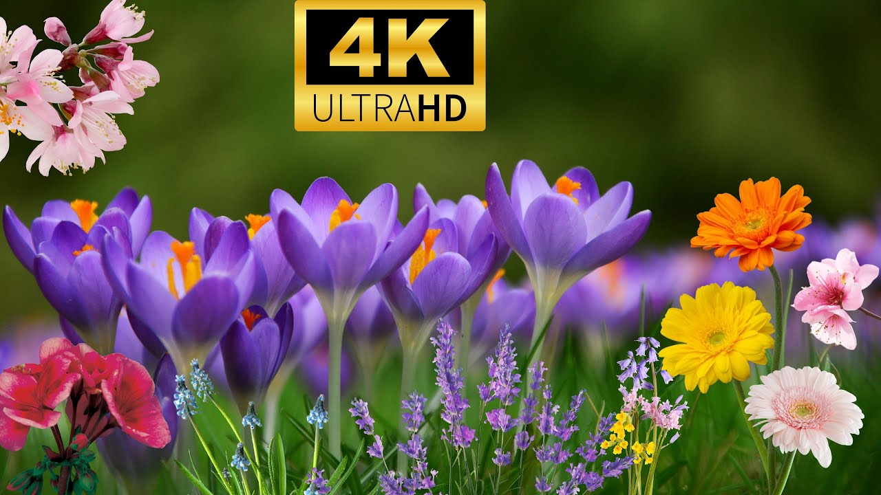 4K HDR 60Ffps Natural Flower Garden with Dolby Version Relaxing Music