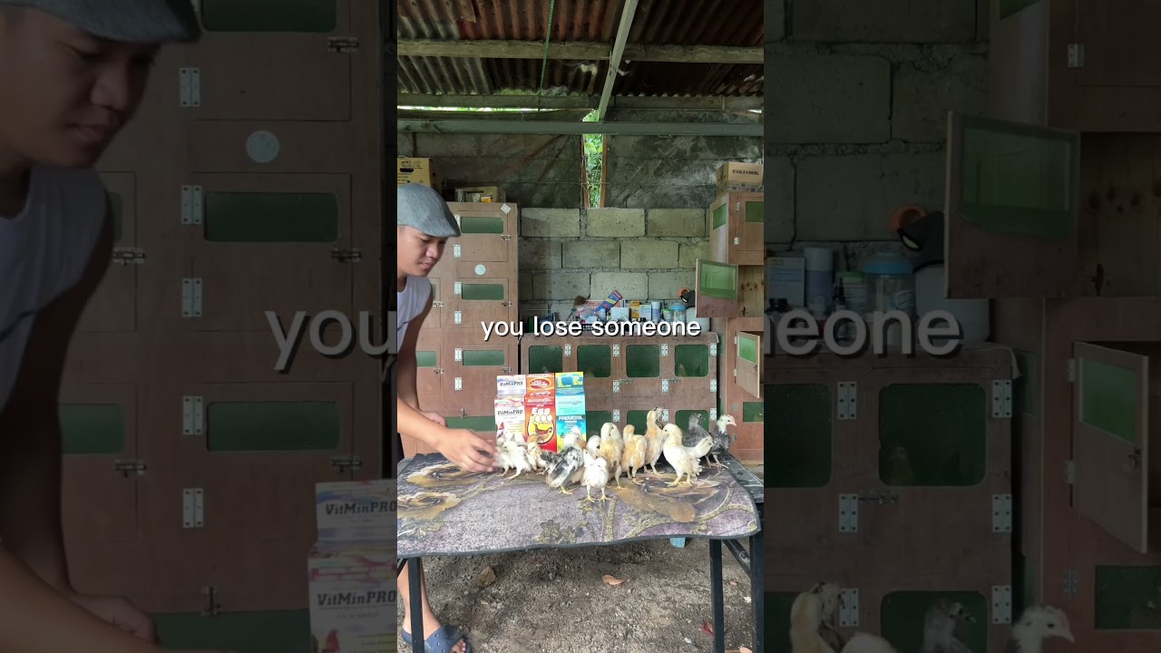 Keep Going ❤️ #serama  #ayamserama  #seramachicken  #bantam  #chicken  #motivation  #life  #shorts