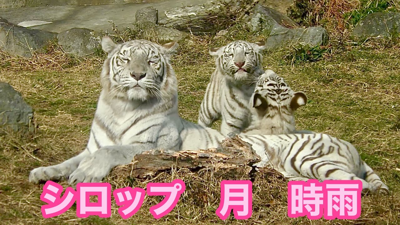 シロップファミリー　まったりしています【伊豆アニマルキングダム】White tiger Izu Animal Kingdom