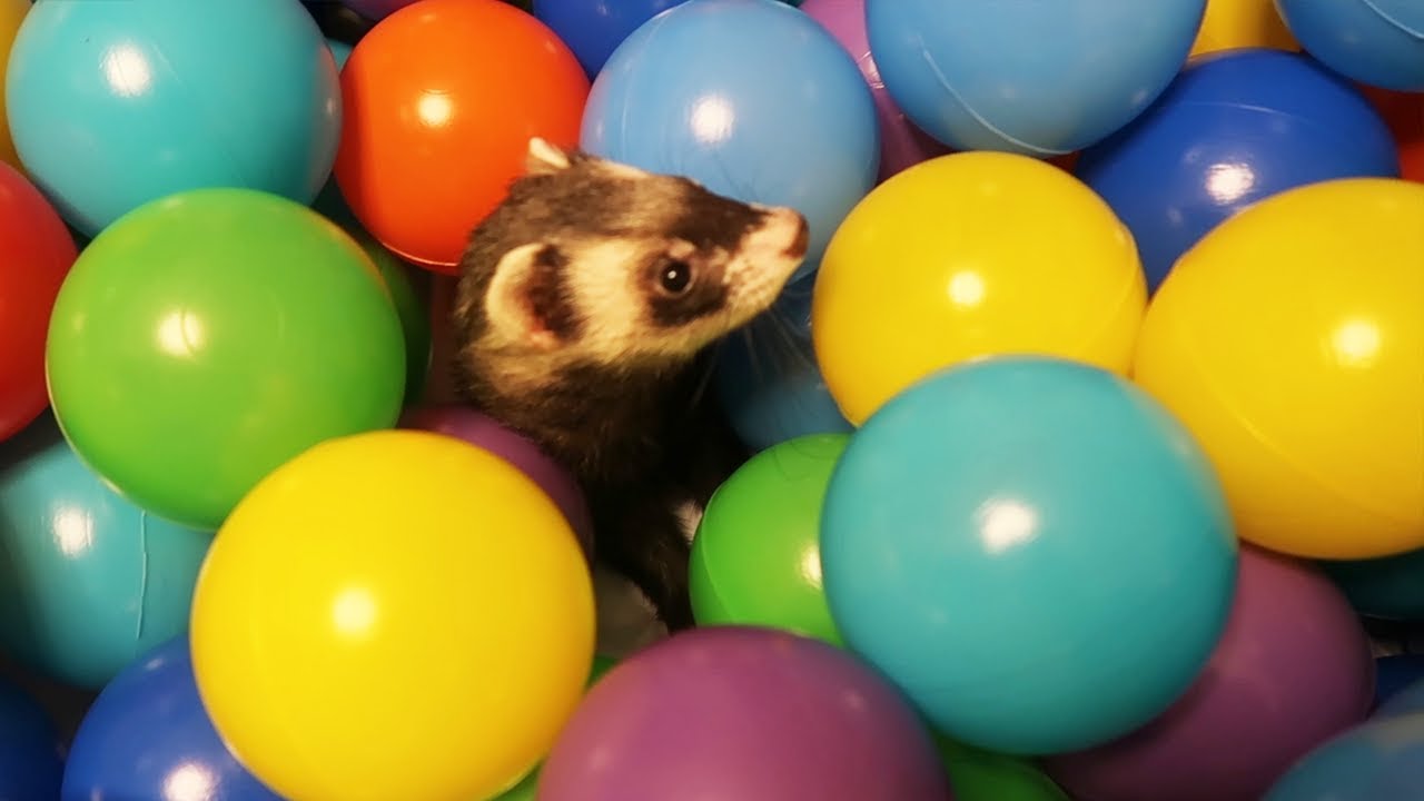 BEBÉ HUMITA NADA EN UNA PISCINA DE PELOTAS GIGANTE