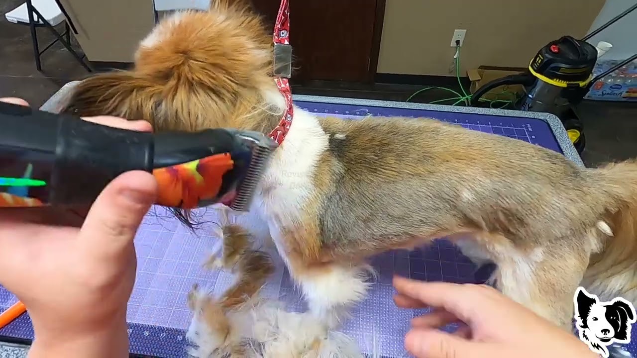 What Happened to This Dog's Paws?