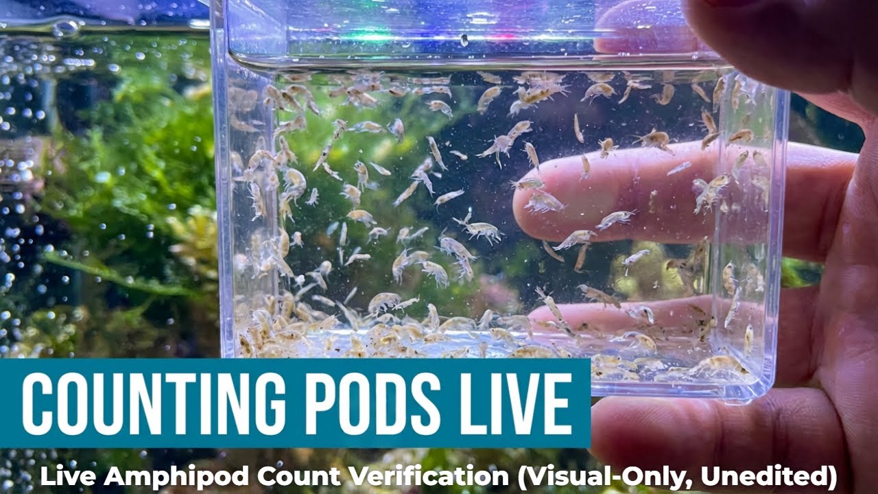Live Amphipod Count Verification (Visual-Only, Unedited)