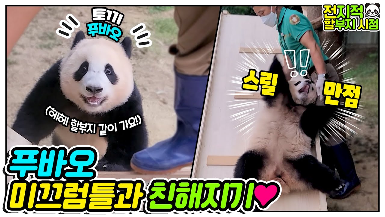 Fubao успешно дебютировал со слайдом🐼🎢 │Everland Panda Fubao
