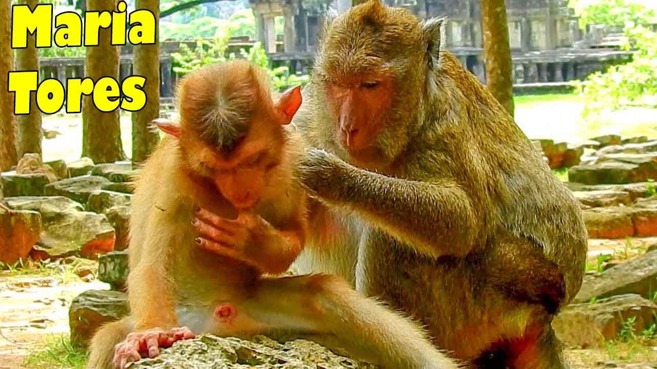 Congratulation! Amari MARIA Accepted This Poor Torres Monkey And He Is Will Be Okay If He Follow Her