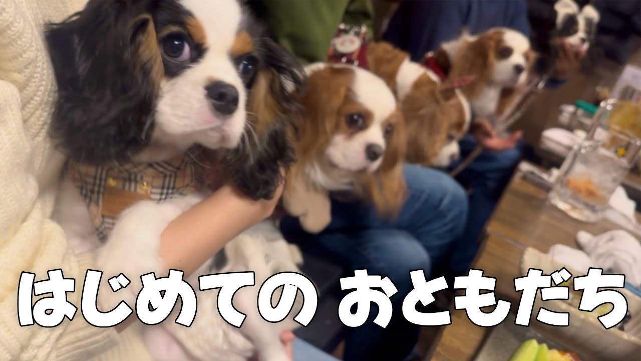 お迎えした子犬がキャバリアの聖地へ‼︎はじめましてのお友達と仲良く出来るかな？【キャバリアキングチャールズスパニエル】