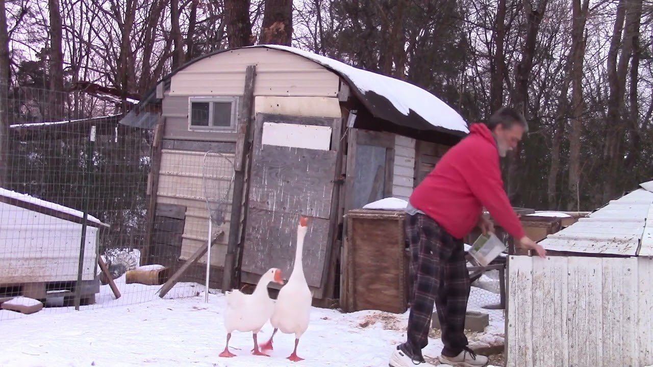 Releasing the Ducks and Geese for the Day