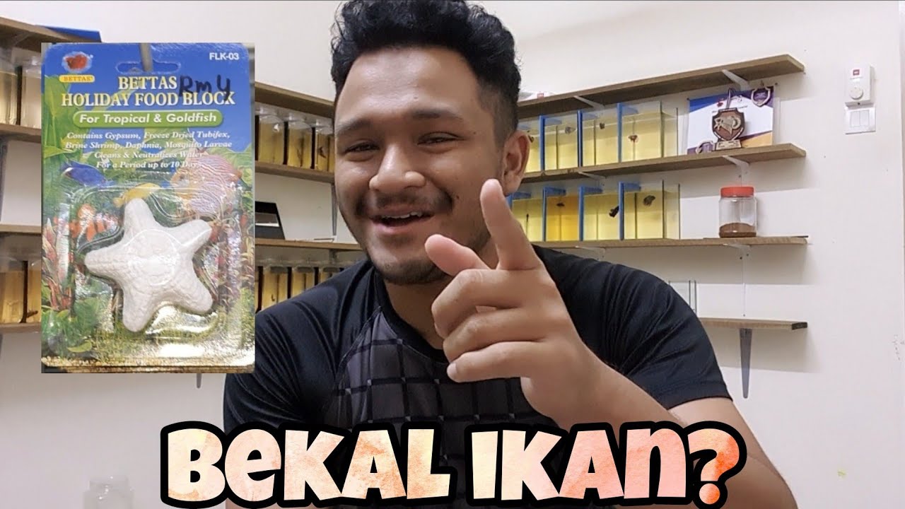 MAKANAN ALTERNATIF UNTUK IKAN LAGA JIKA KITA BALIK KAMPUNG / BERCUTI