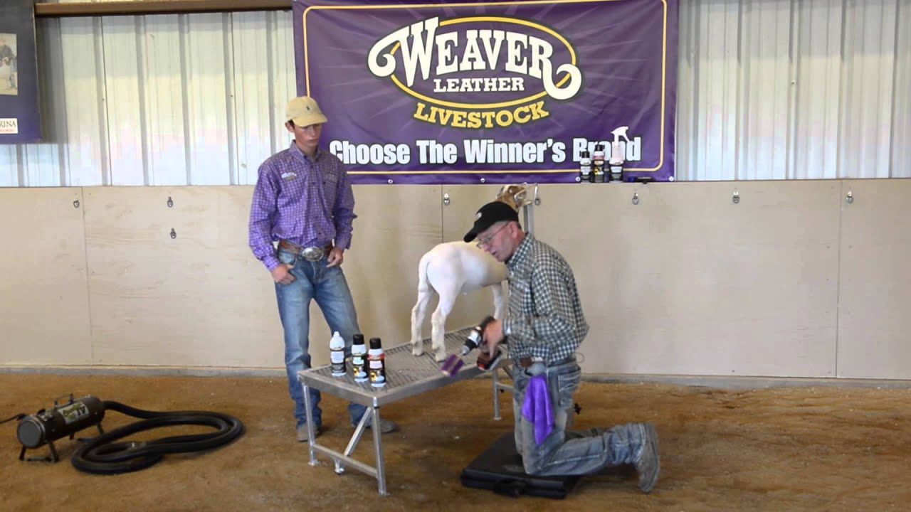 Fitting Your Goat for Show Day