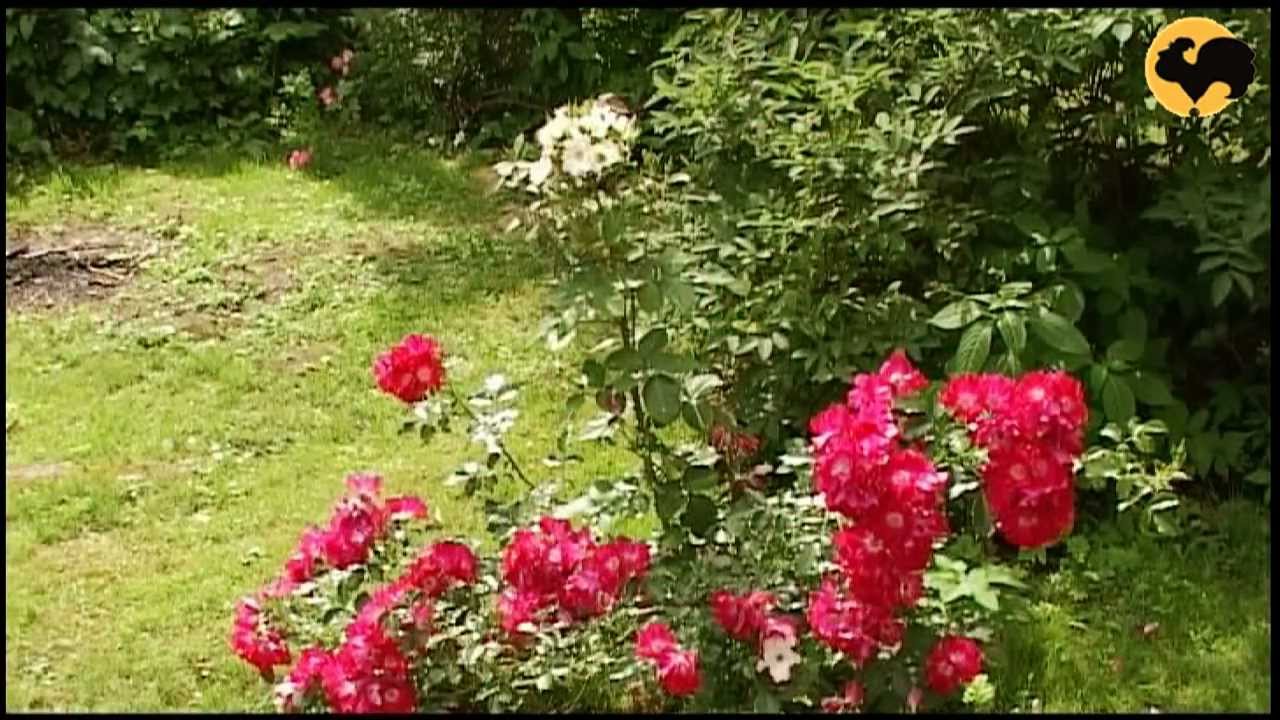 Розы в Саду.Розы - махровые и немахровые серия 26