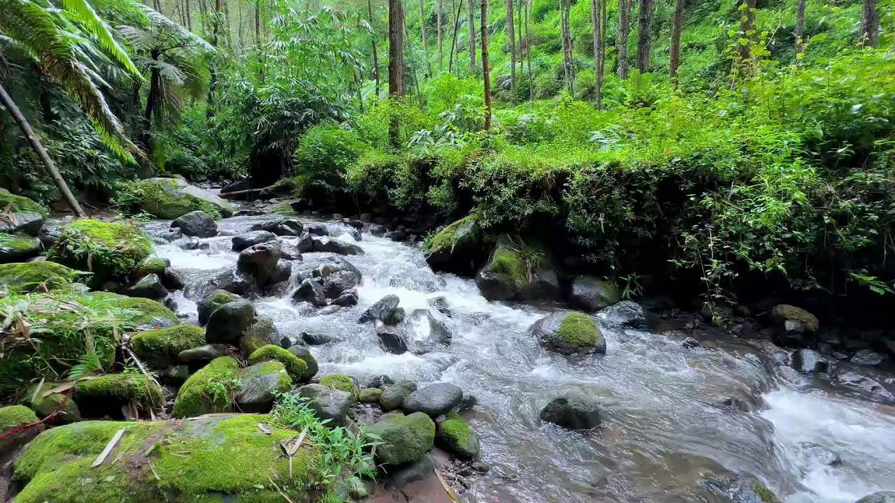Gentle river relaxation under moonlit forest sky helping calm thoughts for deep sleep breathing