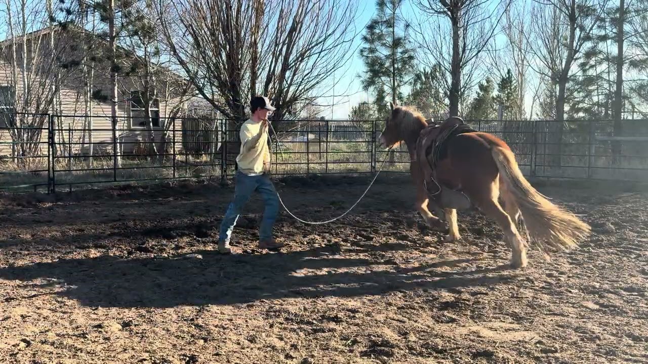 3yr old Gypsy cross gelding bucked  then wanted release. It’s important to let them figure it out.
