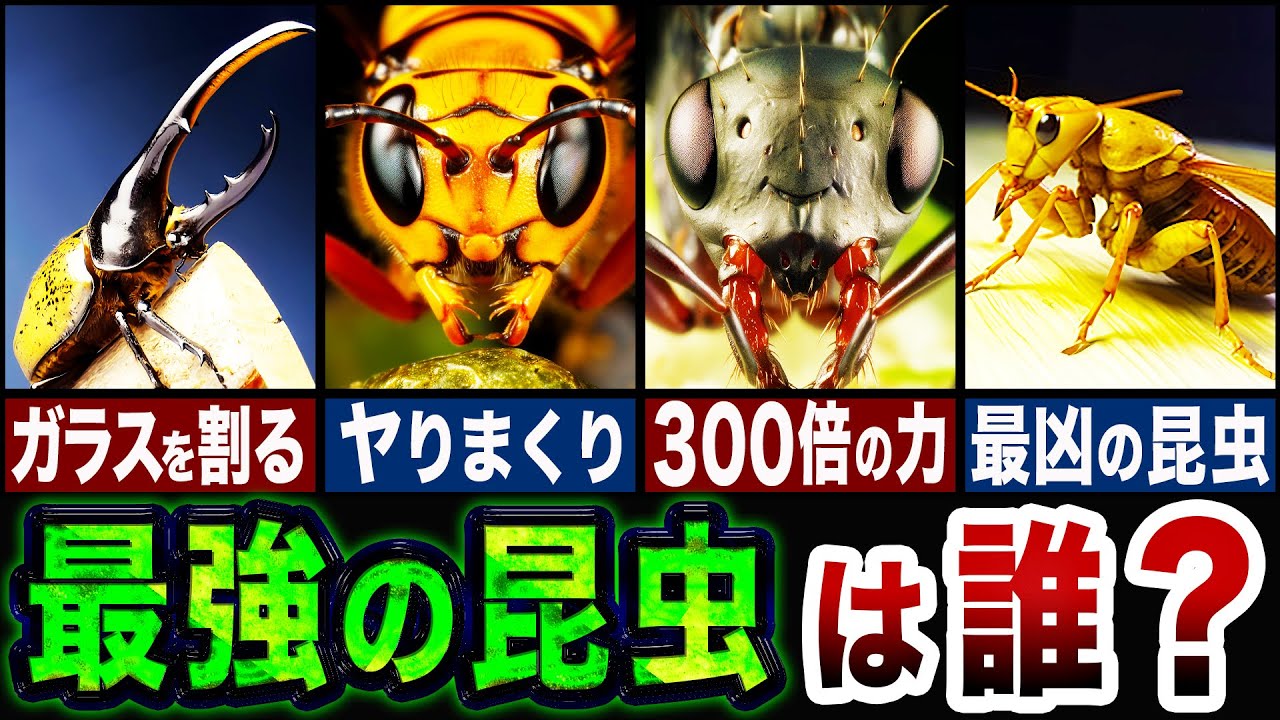 【ランキング】昆虫王者決定戦…!!世界最強の昆虫ランキングTOP5!!【ゆっくり解説】