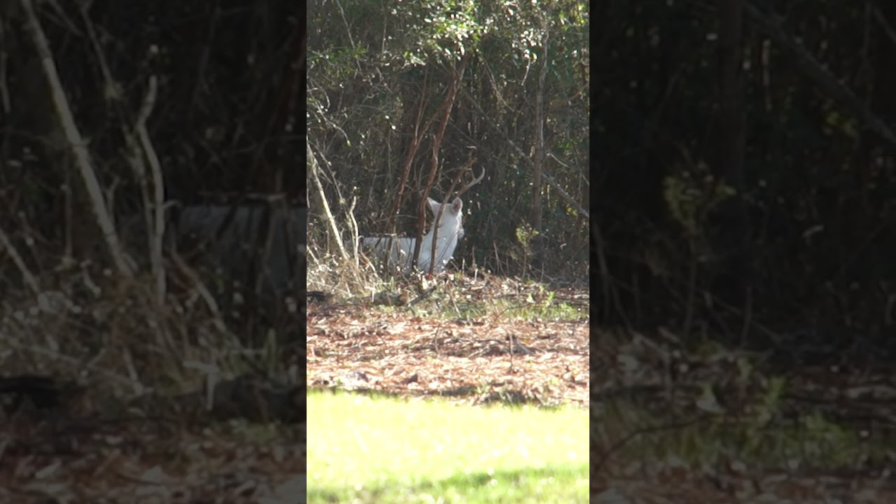 Albino Whitetail Buck! Rare and awesome footage #wildlife