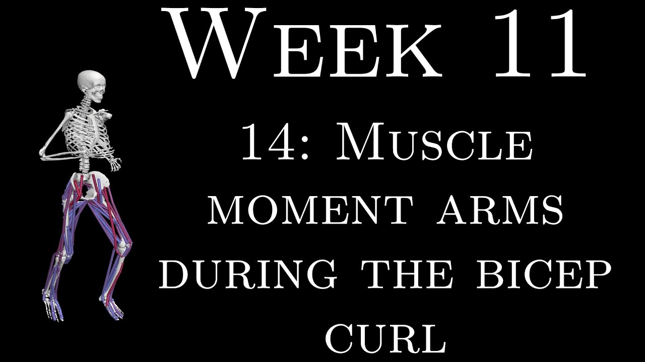 K305 Week 11 - 14 - Muscle moment arms during the bicep curl