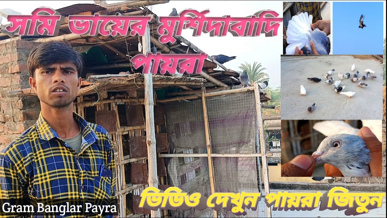 সমি ভায়ের মুর্শিদাবাদি পায়রা
