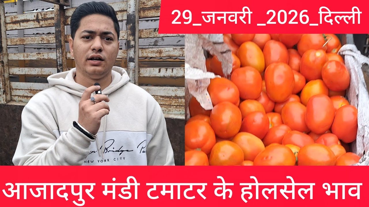 January 29, 2026 दिल्ली 🍅टमाटर के भाव azadpur Delhi mandi today #tomatomarket #delhitomatomarket